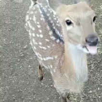 出售优质梅花鹿自家圈养母鹿二母鹿仔