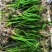 短苦草。矮生苦草。。。。。。。。。。。。。