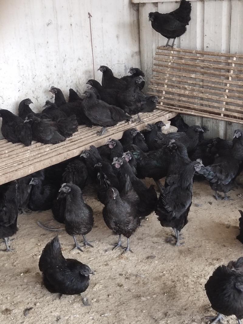 成年五黑鸡，绿壳蛋鸡，下蛋母鸡，价格不高，全国发货