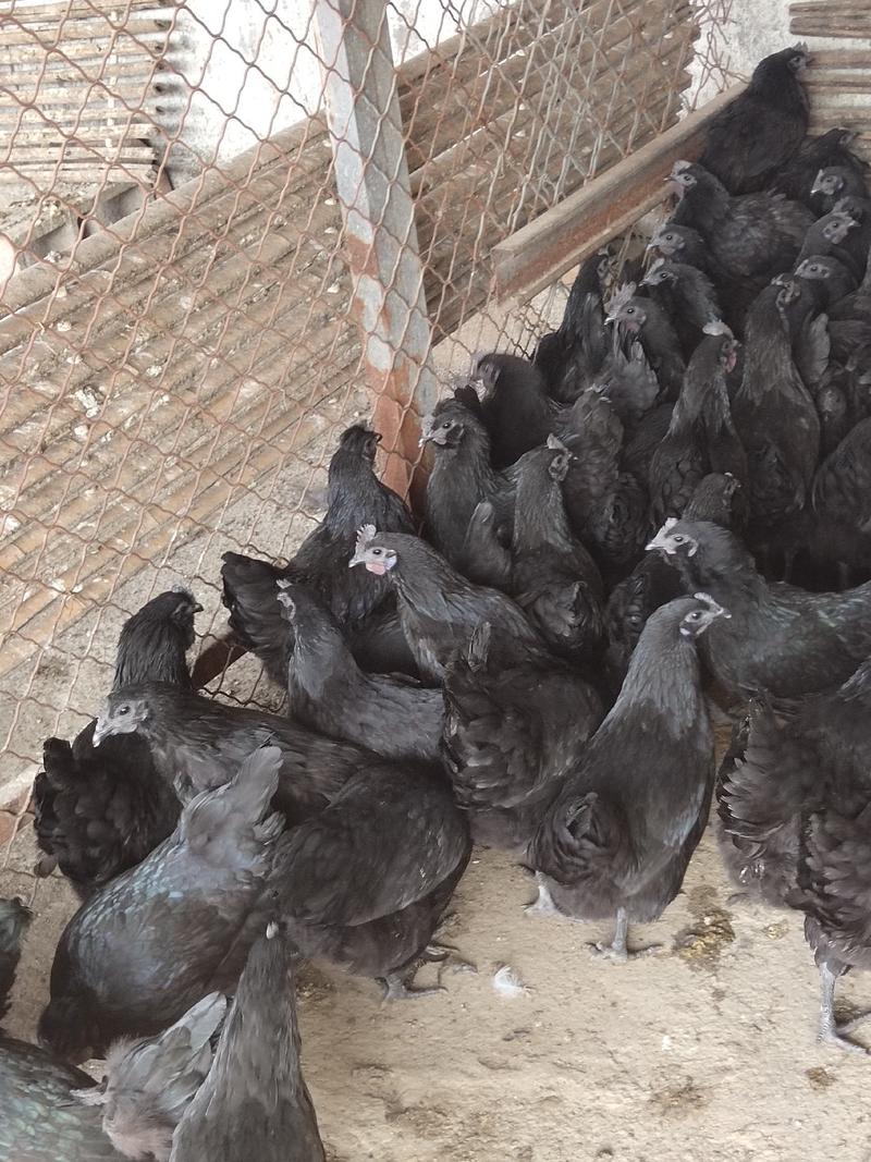 成年五黑鸡，绿壳蛋鸡，下蛋母鸡，价格不高，全国发货