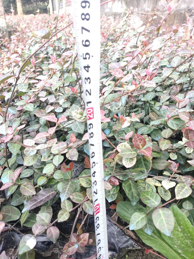 狐尾藻！农户价（数量足，价格优.质量好）欢迎各位老板采购