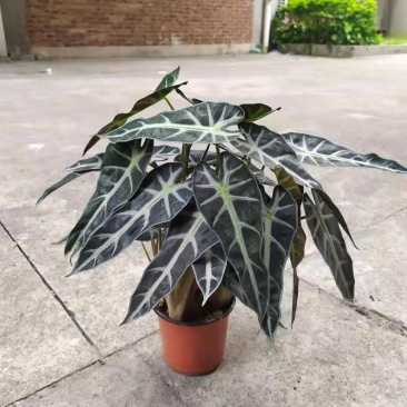 小仙女黑叶竹芋海芋黑叶观音莲植物盆栽办公室室内绿植带盆栽
