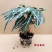 小仙女黑叶竹芋海芋黑叶观音莲植物盆栽办公室室内绿植带盆栽