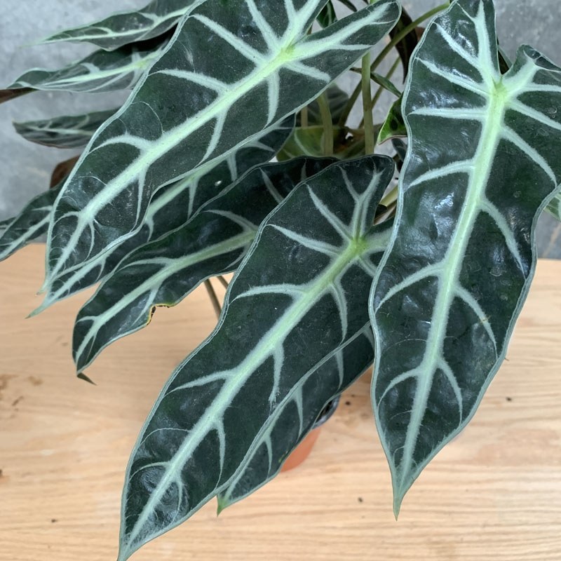 小仙女黑叶竹芋海芋黑叶观音莲植物盆栽办公室室内绿植带盆栽