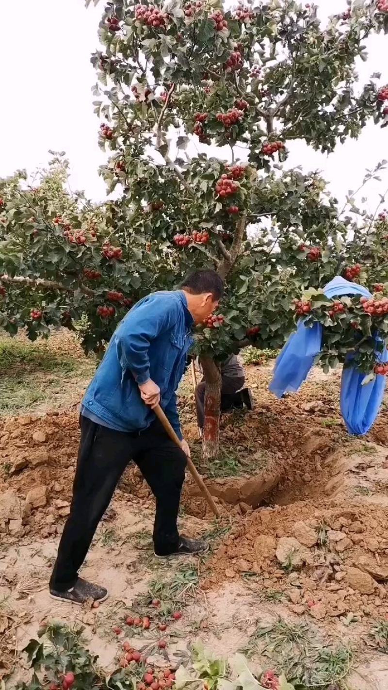核桃树供应，6至15公分。货量充足，质量保证。