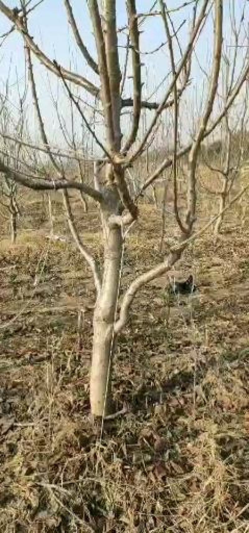 核桃树供应，6至15公分。货量充足，质量保证。