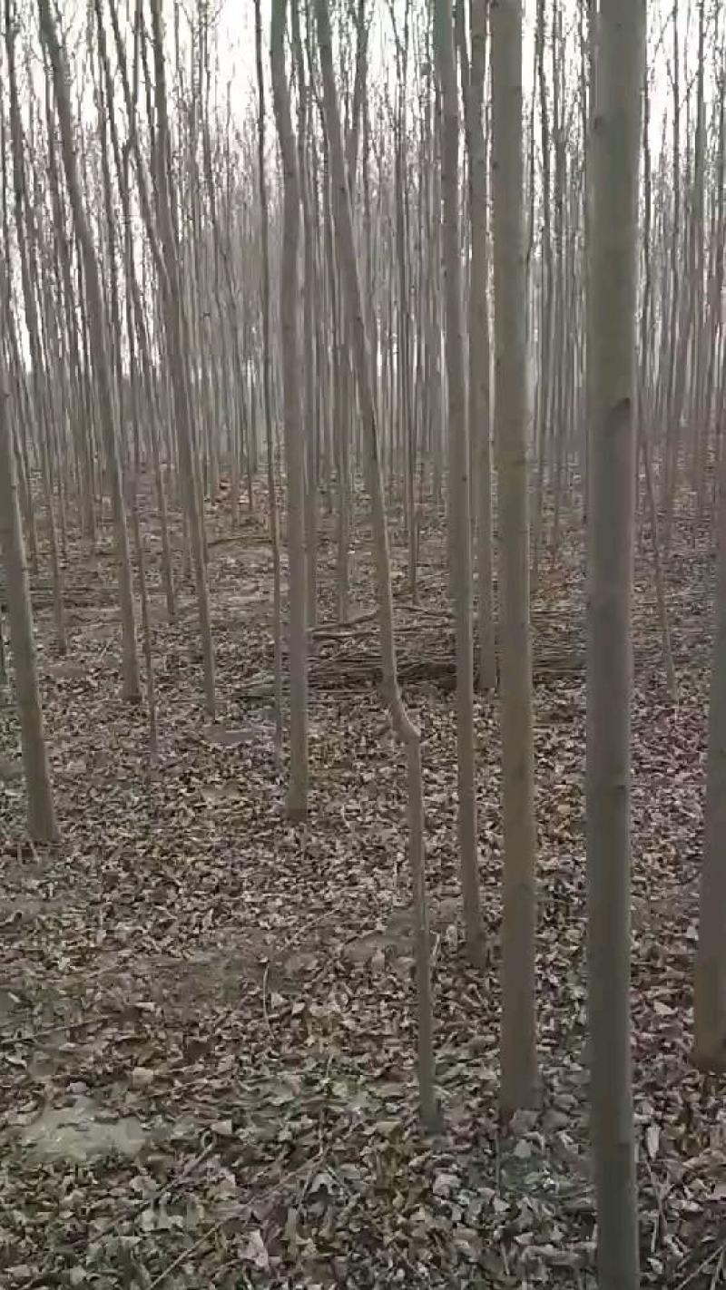 核桃树供应，6至15公分。货量充足，质量保证。