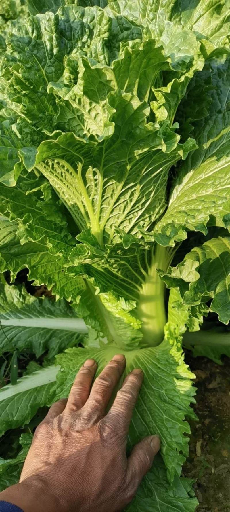 白菜大量上市了，需要的记得联系我哈！