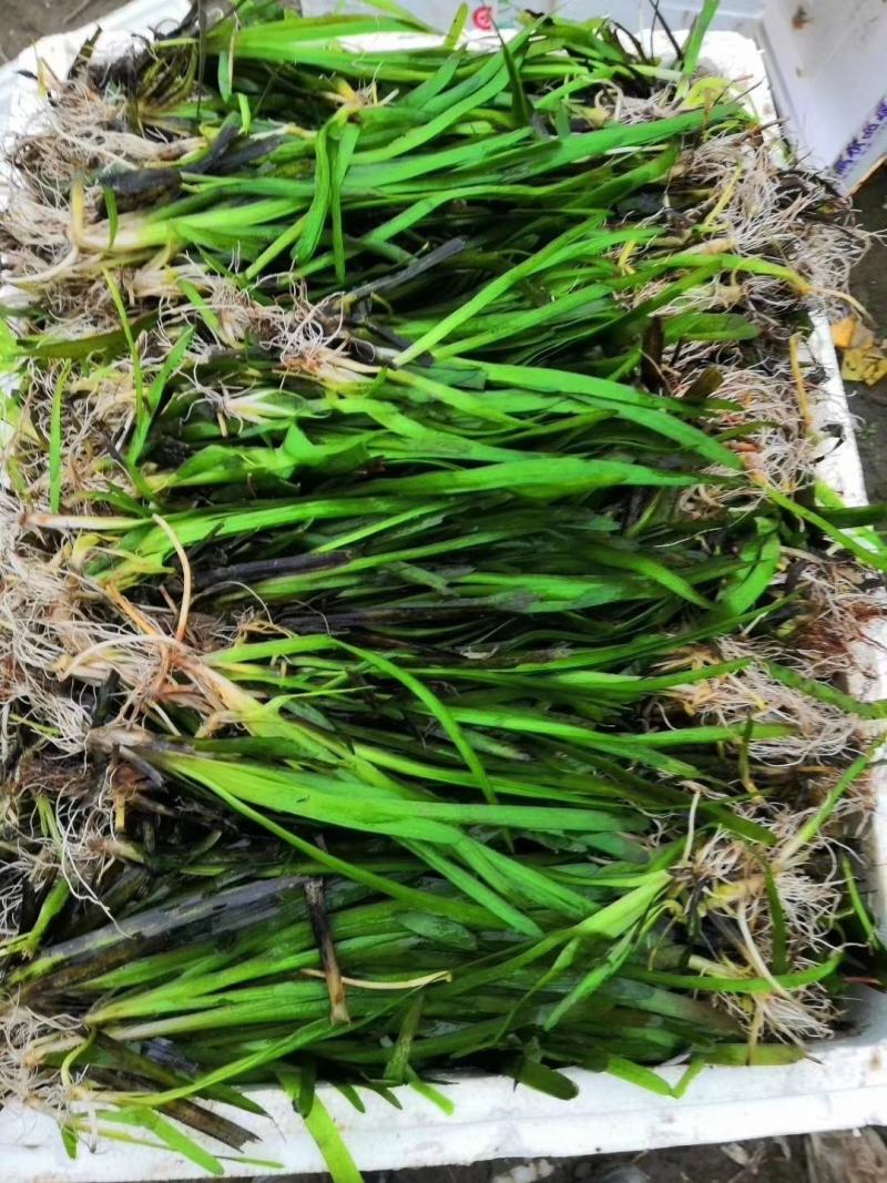 短叶苦草！农户价（数量足，价格优.质量好）欢迎各位老板采
