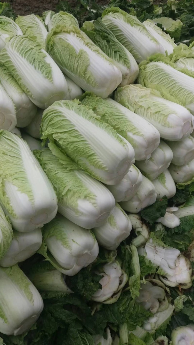 山东北京3号大白菜商超加工厂泡菜酸菜厂需要可以联系