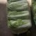 山东北京3号大白菜商超加工厂泡菜酸菜厂需要可以联系