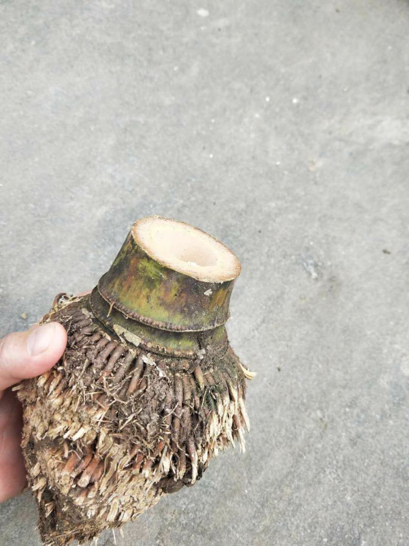 竹根竹头楠竹根毛竹根竹篼老竹根