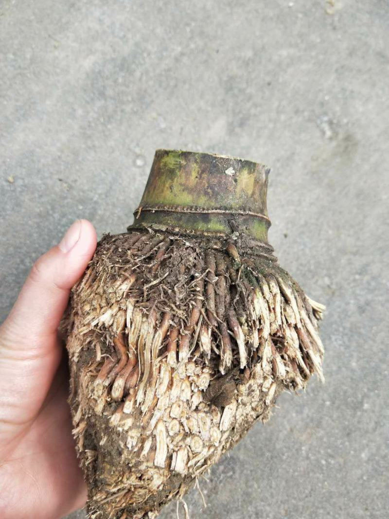 竹根竹头楠竹根毛竹根竹篼老竹根