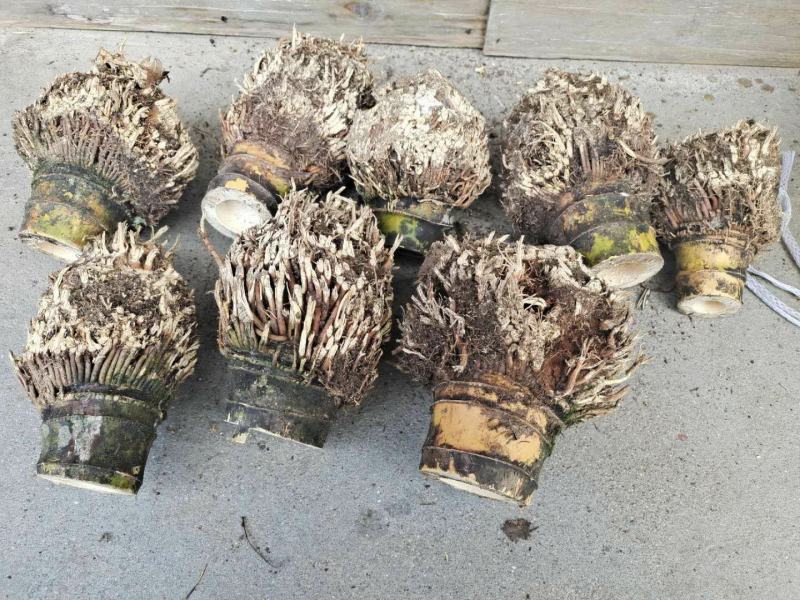 竹根竹头楠竹根毛竹根竹篼老竹根