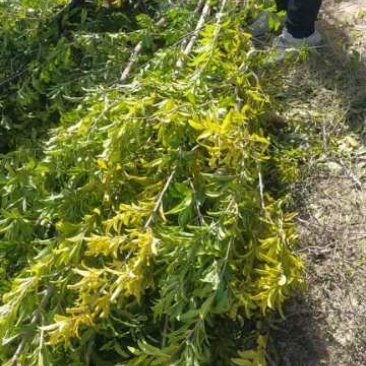 石榴树，丛生，独杆，大小都有