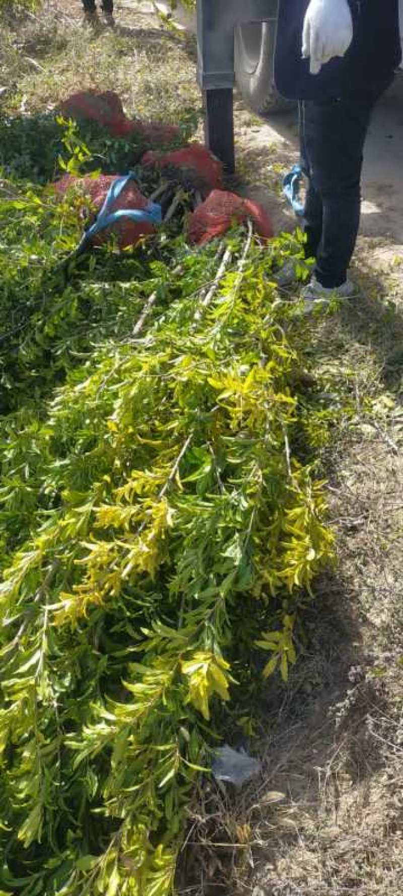 石榴树，丛生，独杆，大小都有