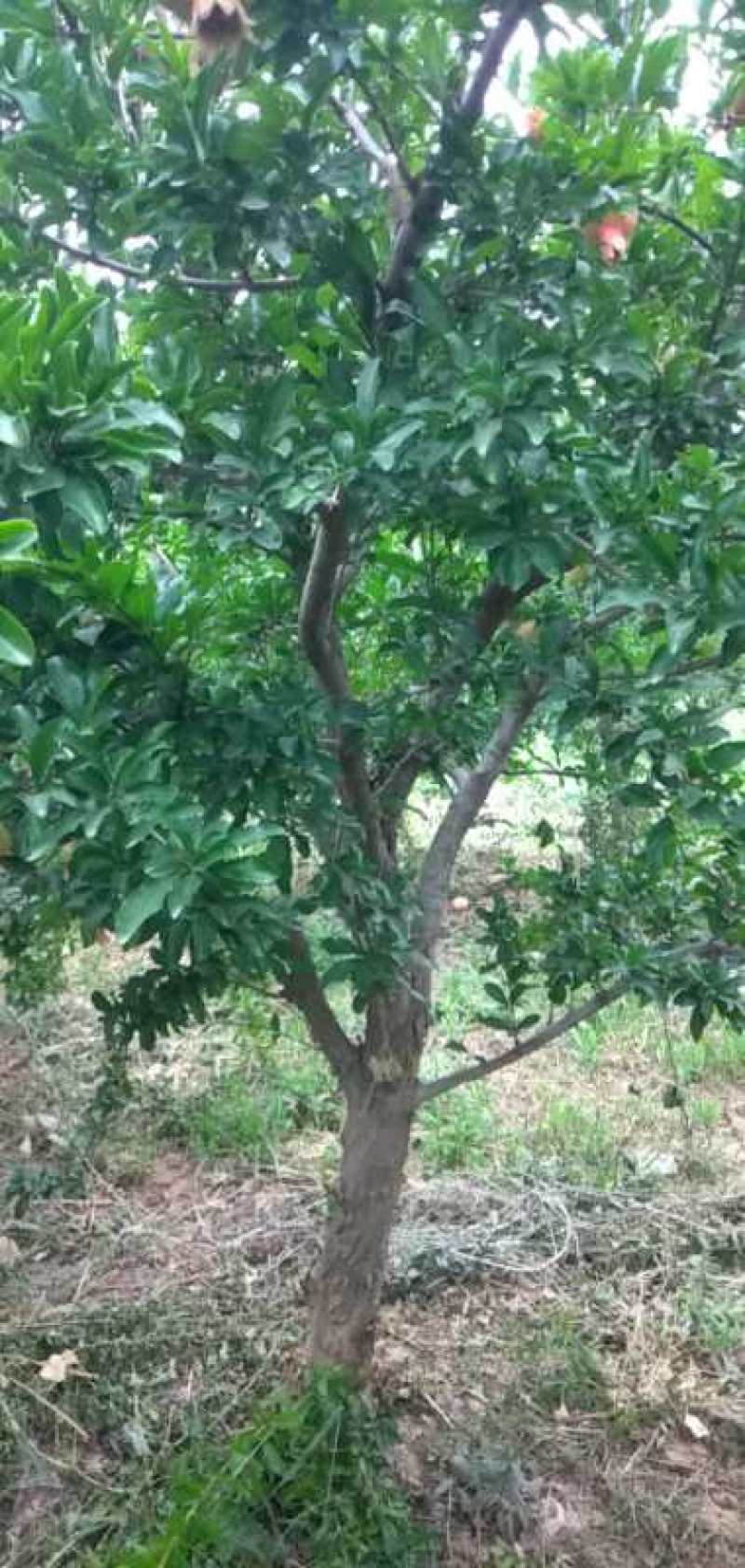 石榴树，丛生，独杆，大小都有