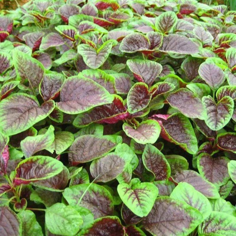2021新货精品干菜农家苋菜干干苋菜
