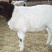 杜泊绵羊串小尾小公羊小母羊育肥羊三到五月龄可育肥可做种防
