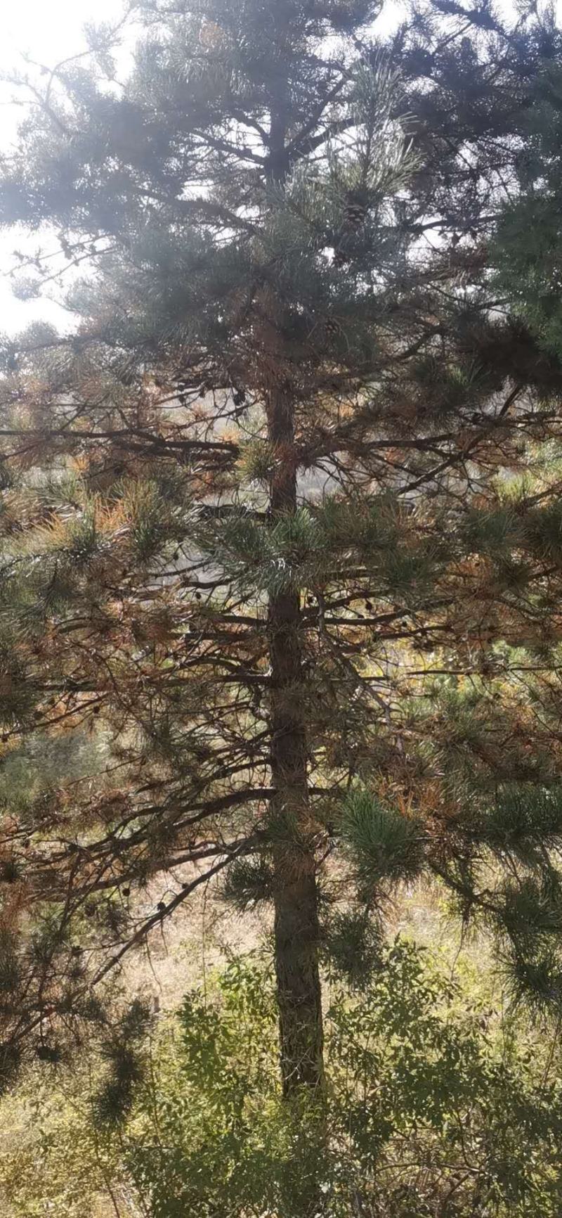 油松，丛生多杆，大小都有