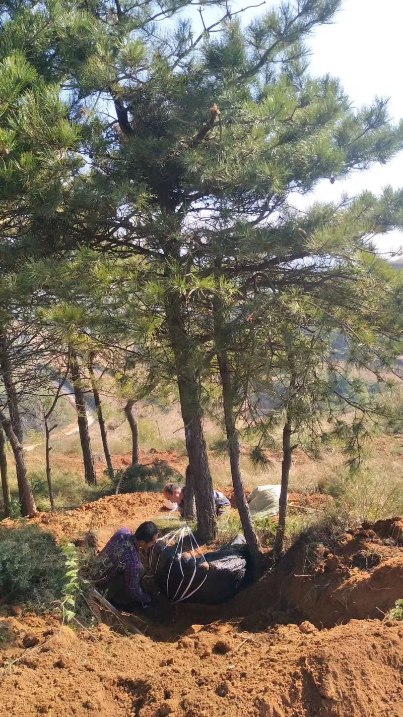 油松，丛生多杆，大小都有