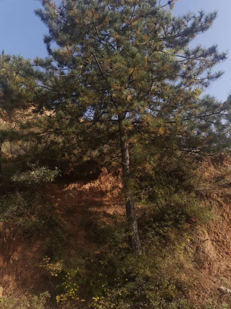 油松，丛生多杆，大小都有