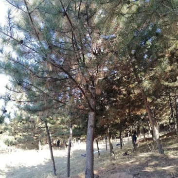 油松，丛生多杆，大小都有