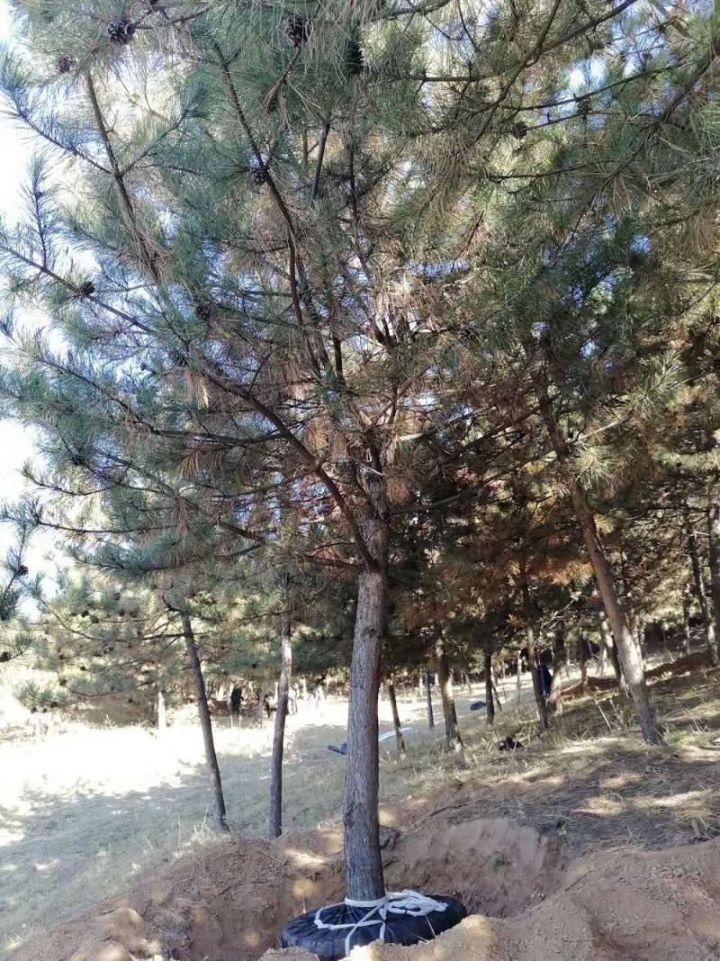 油松，丛生多杆，大小都有