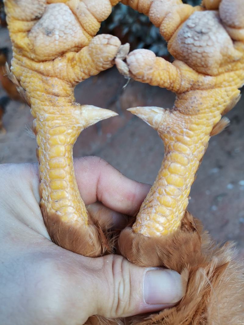 老水三黄阉鸡，活禽，货源地广东省茂名地区