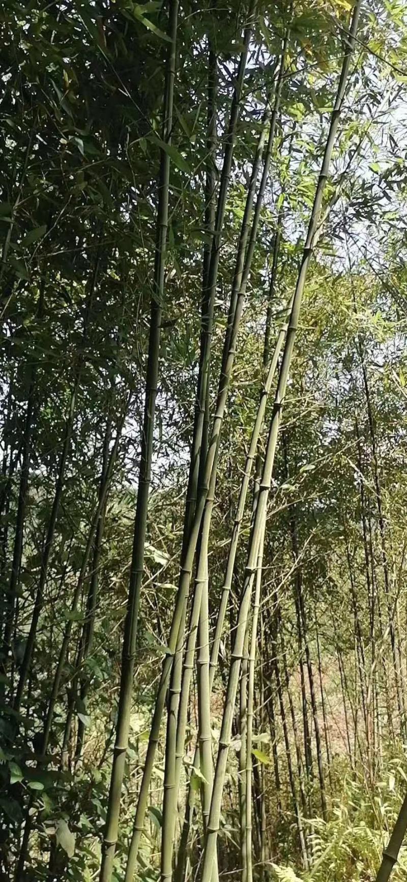 竹子，钢竹，大小规格，量大