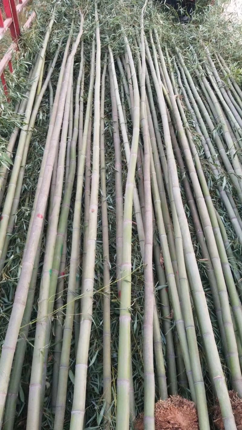 竹子，钢竹，大小规格，量大
