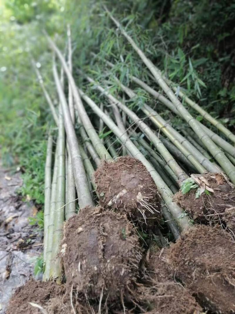 竹子，钢竹，大小规格，量大