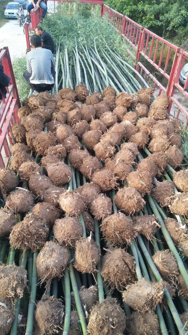 竹子，钢竹，大小规格，量大