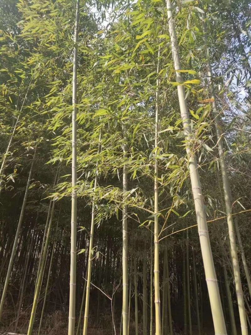 竹子，钢竹，大小规格，量大