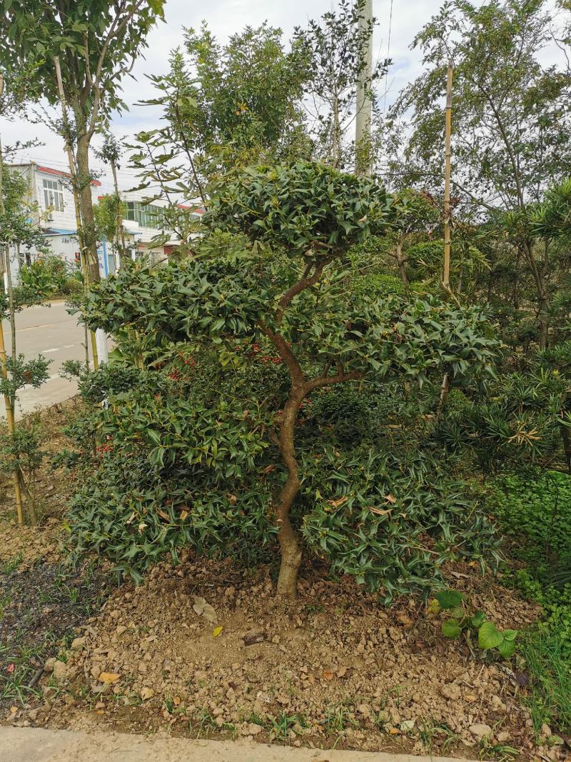 小叶女贞造型树型大，中，小看上带走。
