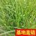 黄菖蒲，基地大量供应，农户价。。。。。。。。