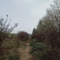 鄢陵10的大冠幅榆叶梅