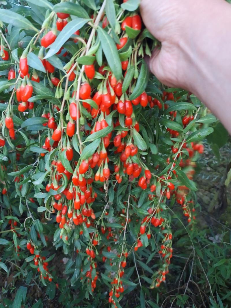 红枸杞，宁杞1号，无硫磺熏制，自然晒干，包邮