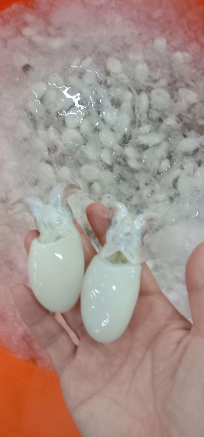 北海厂家一手墨鱼仔直批，规格齐全，价格实惠，有意来谈。