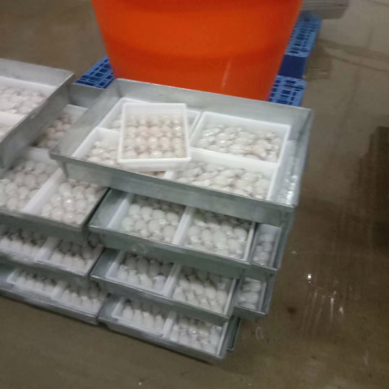 北海厂家一手墨鱼仔直批，规格齐全，价格实惠，有意来谈。