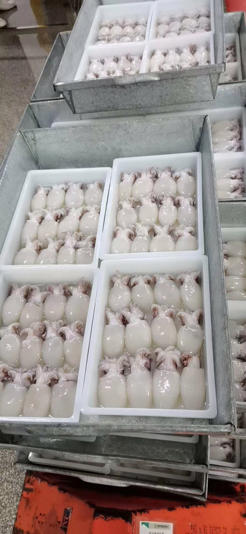 北海厂家一手墨鱼仔直批，规格齐全，价格实惠，有意来谈。