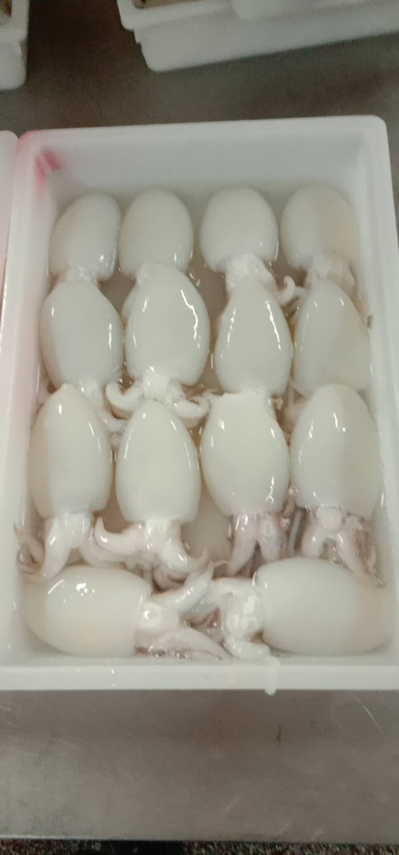 北海厂家一手墨鱼仔直批，规格齐全，价格实惠，有意来谈。