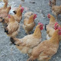 土2鸡项鸡，均重3.8-4.3斤，货源茂名地区