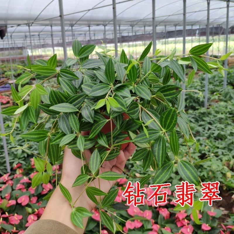 钻石翡翠植物吊兰盆栽室内吸甲醛花水培绿植垂吊花卉观花植物