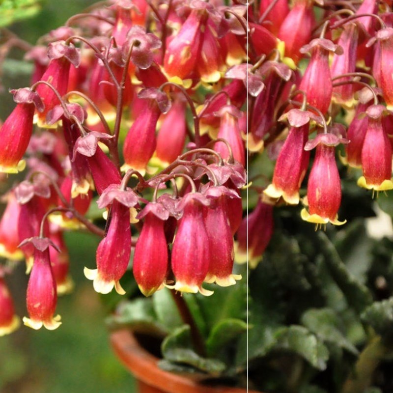 宫灯长寿花盆栽花苗期长多年花卉观花植物室内花阳台垂吊四季