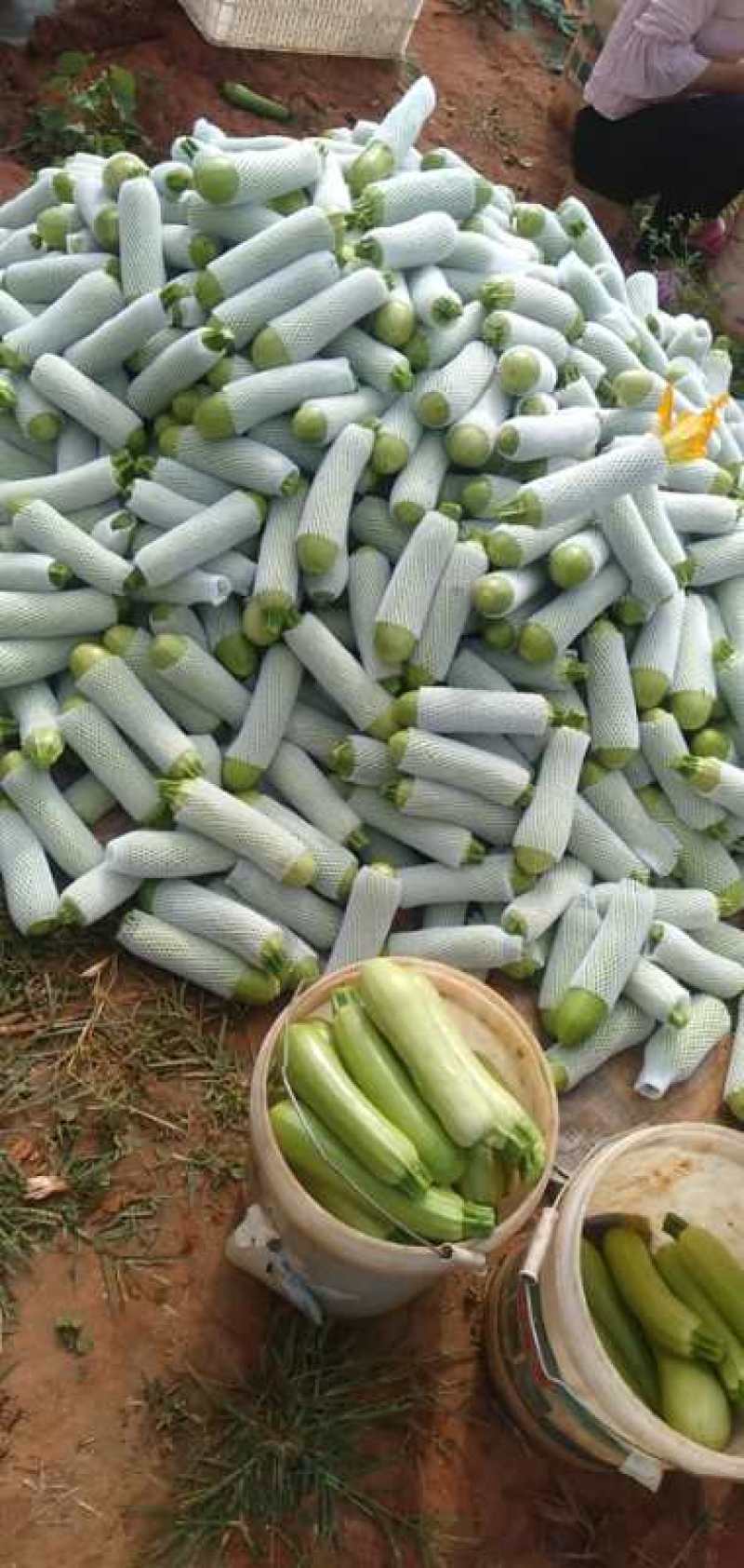 云南精品西葫芦瓜条好颜色亮绿