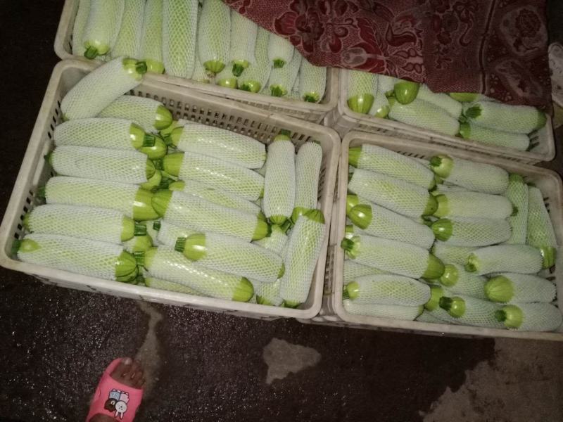 云南精品西葫芦瓜条好颜色亮绿