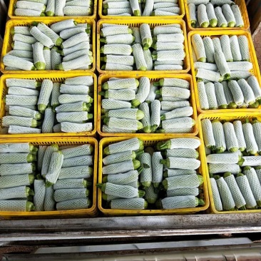 云南精品西葫芦瓜条好颜色亮绿