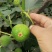 布兰瑞克无花果苗南北方种植包成活技术指导可签合同