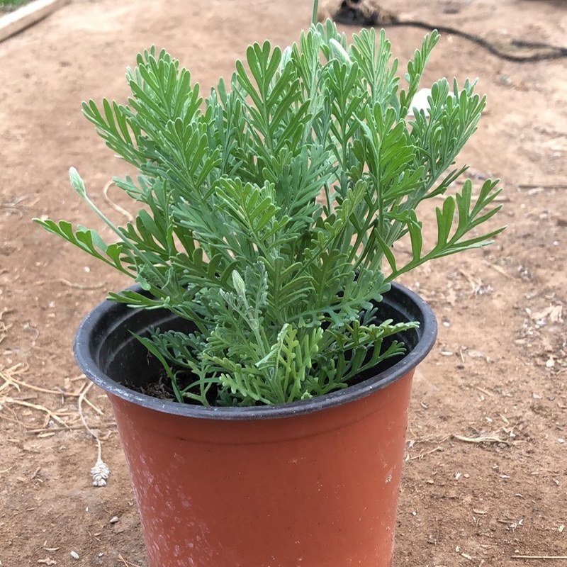 薰衣草花卉盆栽植物四季常青绿植开花清香耐寒阳台办公室盆栽